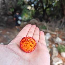 Frucht vom Erdbeerbaum