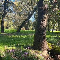 Wildflowers in oak forest
