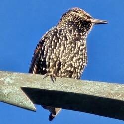 Starlings are known for their ability to mimic other birds' songs and even human-made sounds.
