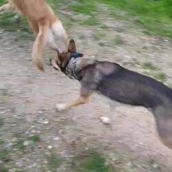 Auf dem Weg zurück dürfen die beiden dann mal wieder 100% Hund sein. 😌
