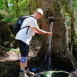 Quelle aus einem Baum