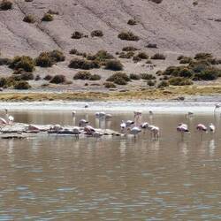 Wieviele Flamingos sind s?