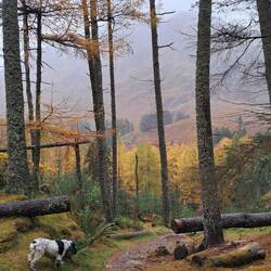 Brief respite in torrential rain for dog walk