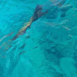 Ein besseres Foto von einem schwimmenden Seelöwe hab ich nicht hinbekommen