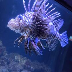 Diese Fische haben wir häufig beim Tauchen in Südamerika gesehen