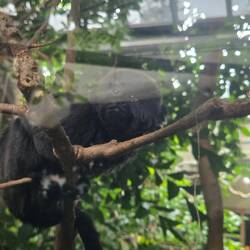 Ein kleines süßes Äffchen mit viel zu wenig Platz 🙈