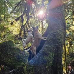 Gispy and Doodie lieben den dichten Wald