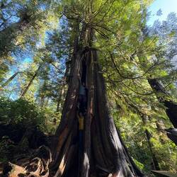 Ein Baum mit Innenraum😅
