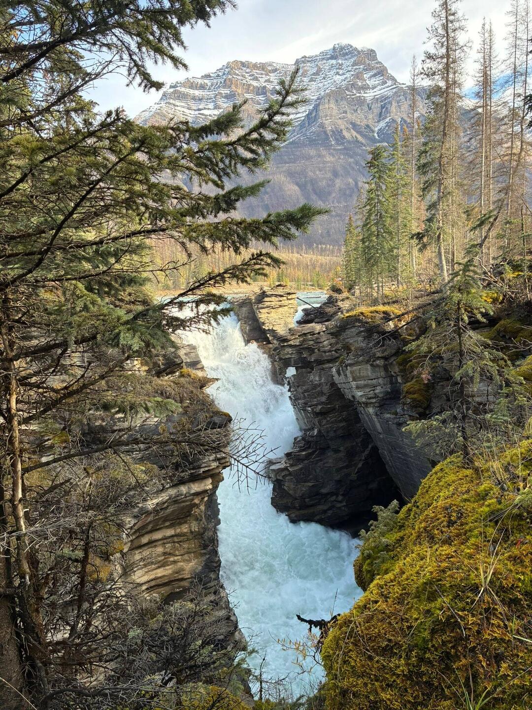 Zwischen Moos, Felsen und Bäumen bahnt sich der Athabasca River tosend seinen Weg.