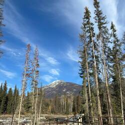 Ein Pfad durch den Wald, gesäumt von hohen Fichten.