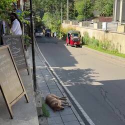 So hard to say goodbye! TTFN! 👋