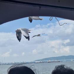 Birds flying with the boat
