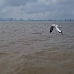 Birds flying with the boat