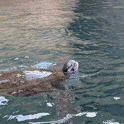 They've gotta come up for air eventually