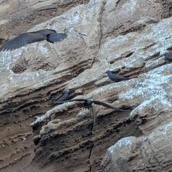 Birds flying in all directions