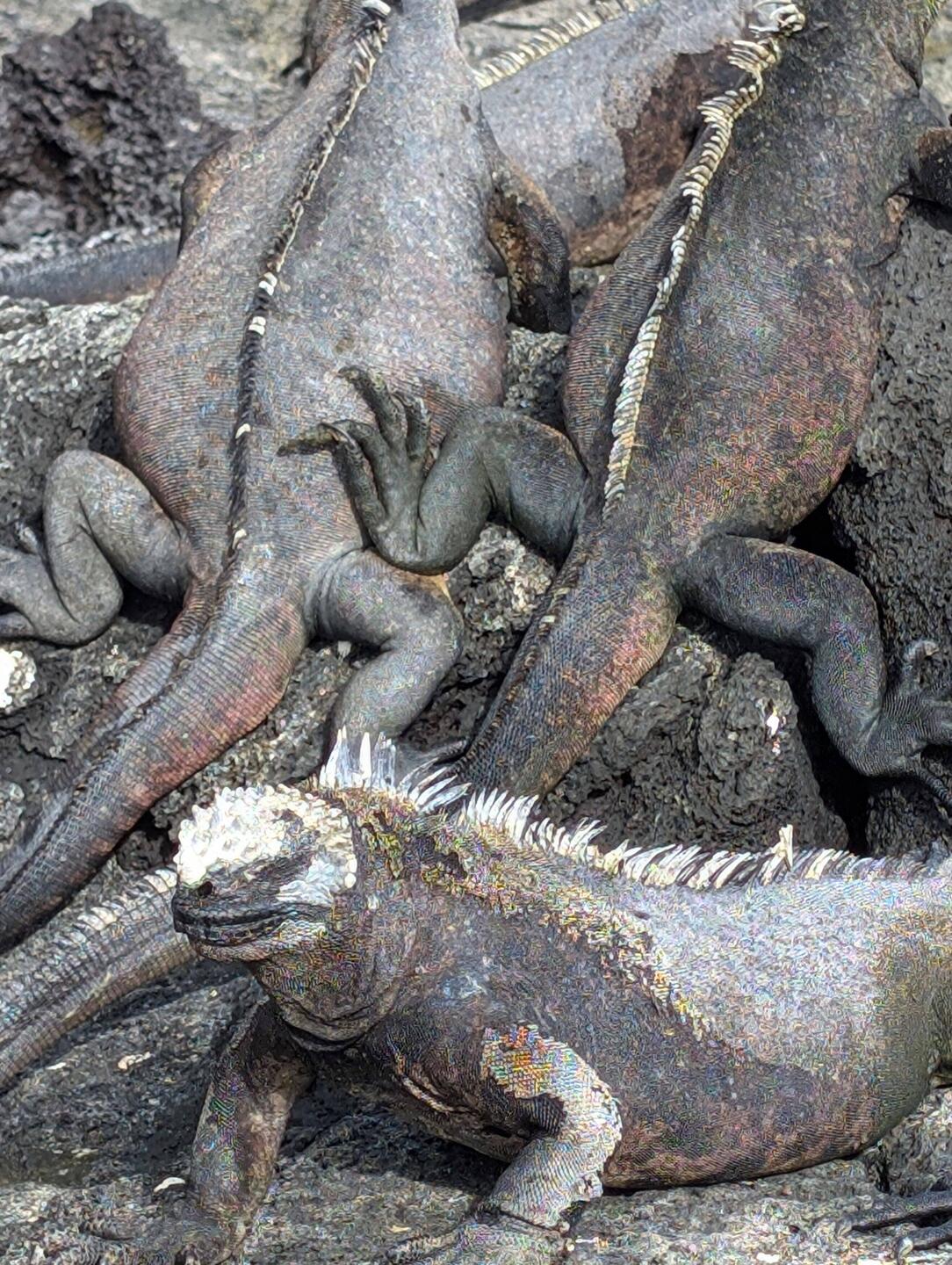 Literally a mess of iguanas