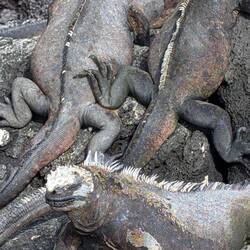 Literally a mess of iguanas