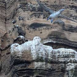 There's always a boobie somewhere