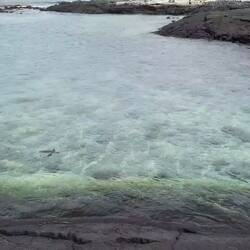 Galapagos penguin. Small but fast.