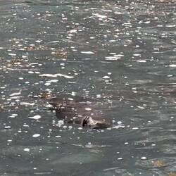 Even this sea lion was sniffing the air