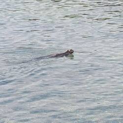 Land iguanas can't swim at all