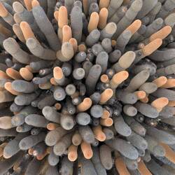 Galapagos cactus.. looks like sour worms