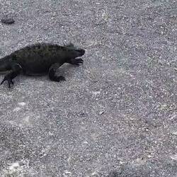 A marine iguana! The flat rudder-like tail is a giveaway