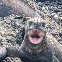 I'm going to use this for my next airway talk