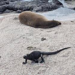 Sea lion not committing to anything