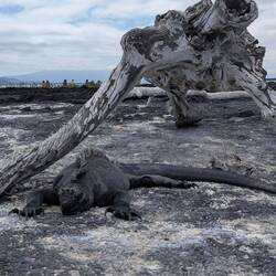 They are such a deep black that Darwin called them imps of darkness