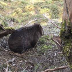 Wombat contemplating life