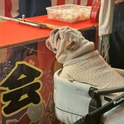 Walking along the wharf area, it seems many dogs are treated like little kids.