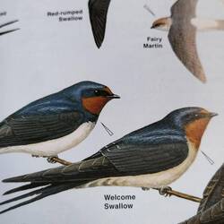 Te ver weg in het echt, maar leuk om te zien: twee Welcome swalows