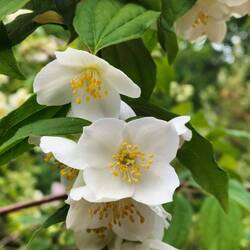 Welriekende jasmijn...ruikt inderdaad heeerlijk