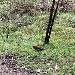 Crimson Rosella