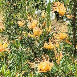 Juniper- leaf grevillea, er naast stond een roze/ rode variant