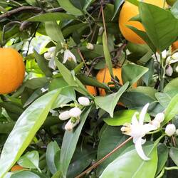 Geen sinaasappelboom, maar een grapefruit boom met vruchten én bloemen