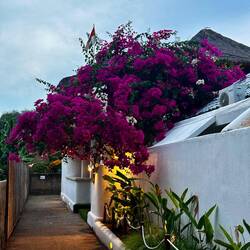 Ich liebe diese Blume 🌸