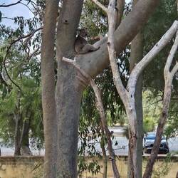 Bequem so ein Eukalytusbaum