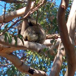 Und immer schön den Popo gegen einen Ast