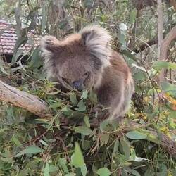 Der Senior bei der Mahlzeit