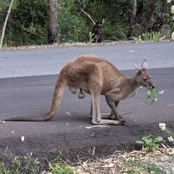 Das muss doch beim Hüpfen wehtun ?