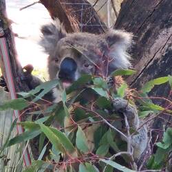 Ein zwei Jahre altes Männchen