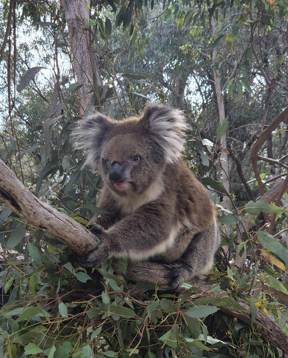 Mit seinen 15 Jahren der Senior der Koalas