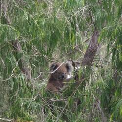 Such mich, ich hab mich versteckt