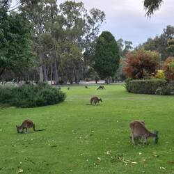 Spart den Mähroboter
