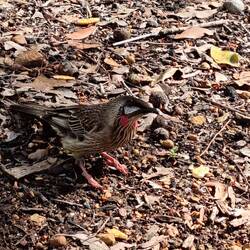 Wattle bird
