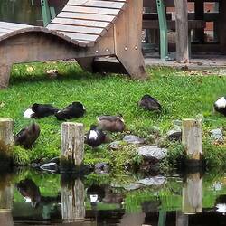 Was sind das für Enten?