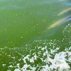 We have company crossing the bay...