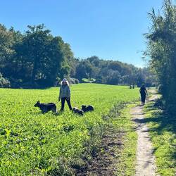 Eating grass, so Italian cows?